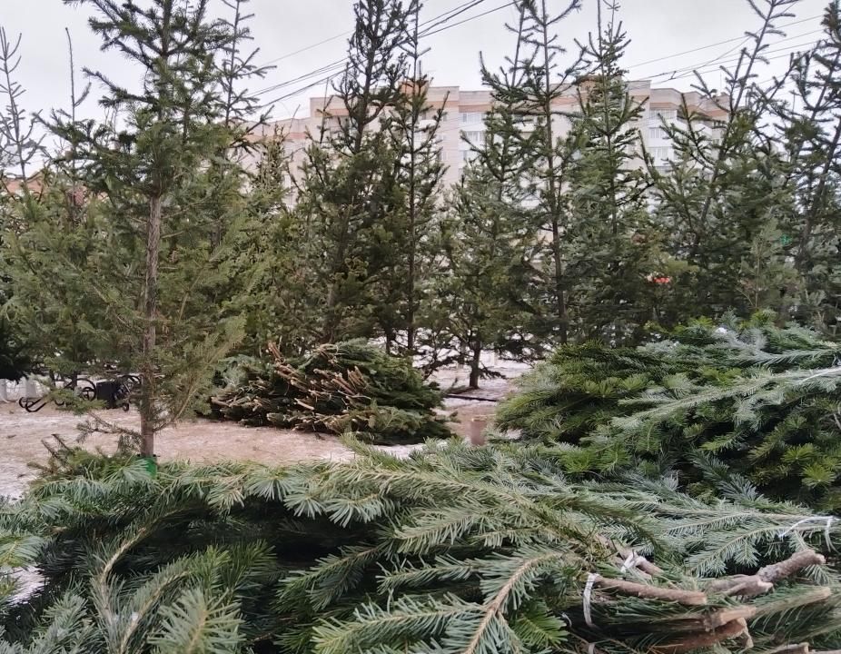 ���� ���������� ��������� � ����������� �������� � 15 ������