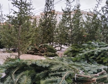 Приём новогодних хвойников в переработку начнётся с 15 января