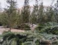 Приём новогодних хвойников в переработку начнётся с 15 января