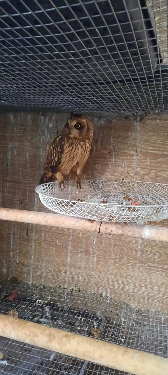 Содержать оказалось затратно, поэтому решила продать: жительница Красноярского края стала фигуранткой уголовного дела за попытку продажи краснокнижного сокола Содержать оказалось затратно, поэтому решила продать: жительница Красноярского края стала фигуранткой уголовного дела за попытку продажи краснокнижного сокола