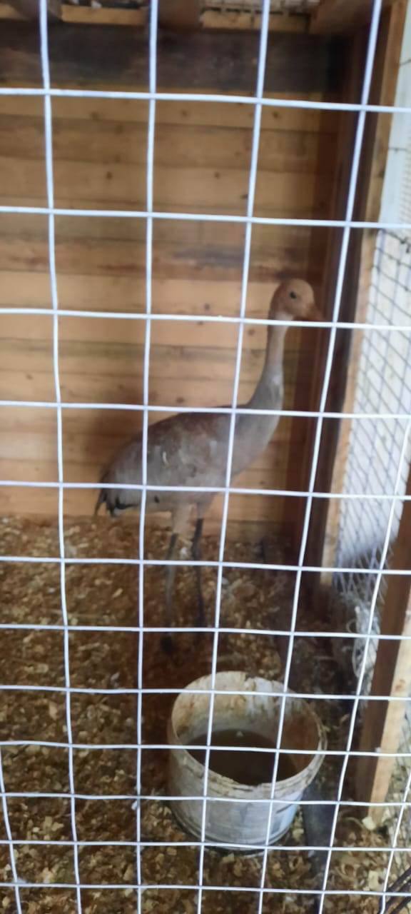 Содержать оказалось затратно, поэтому решила продать: жительница Красноярского края стала фигуранткой уголовного дела за попытку продажи краснокнижного сокола Содержать оказалось затратно, поэтому решила продать: жительница Красноярского края стала фигуранткой уголовного дела за попытку продажи краснокнижного сокола