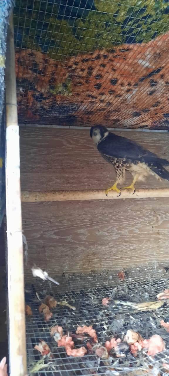 Содержать оказалось затратно, поэтому решила продать: жительница Красноярского края стала фигуранткой уголовного дела за попытку продажи краснокнижного сокола Содержать оказалось затратно, поэтому решила продать: жительница Красноярского края стала фигуранткой уголовного дела за попытку продажи краснокнижного сокола