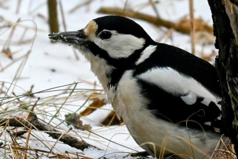 «Жующая» снег самочка большого пёстрого дятла попалась лесопожарным «Жующая» снег самочка большого пёстрого дятла попалась лесопожарным