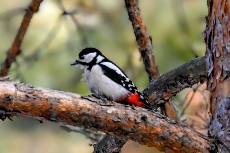 «Жующая» снег самочка большого пёстрого дятла попалась лесопожарным «Жующая» снег самочка большого пёстрого дятла попалась лесопожарным