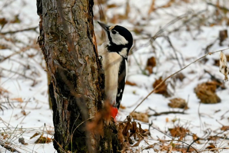 «Жующая» снег самочка большого пёстрого дятла попалась лесопожарным «Жующая» снег самочка большого пёстрого дятла попалась лесопожарным