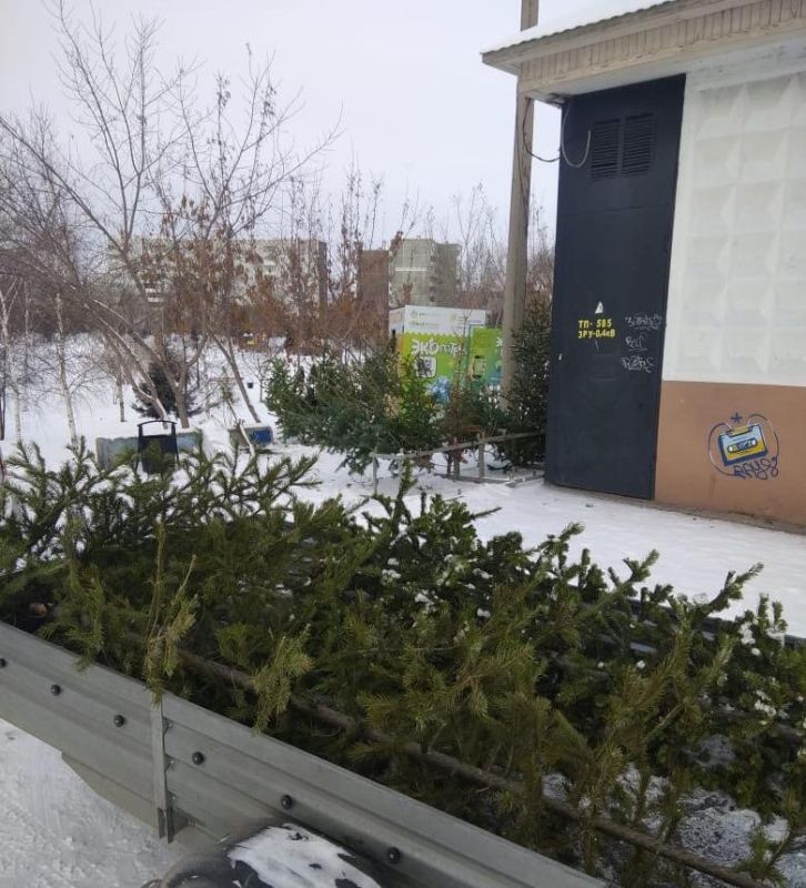 В Хакасии открываются пункты приема новогодних елей на переработку