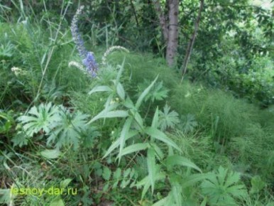 �������� �������������: ������������ ������ � �������� ����������