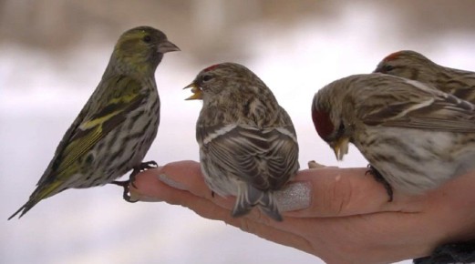 ���� �������� ���� �������� � �������