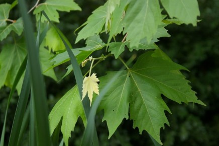 ������� ���������: ������� � �������������� ����������, ��� ���������� ����