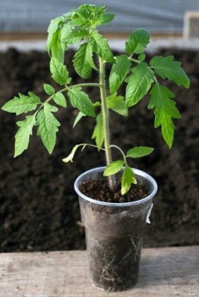 ������������ ��������� ������� �������: ��� �������� ���������������� ������