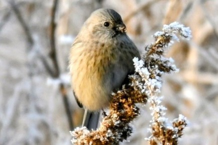 ������, ����������� � ���������