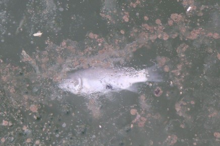 ����� �� ����������: �������������� ������� ��������� ������������ ����, �������� �� ���� ����� ���