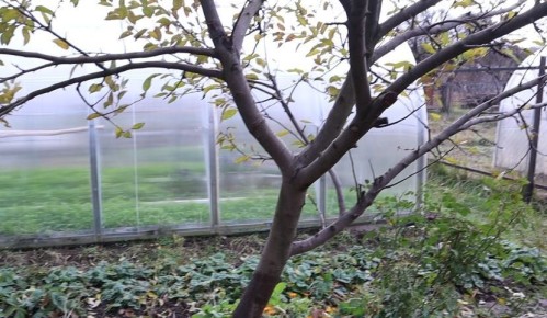 ��� ����������� ��� � ����: ������� �������� ��������� � ������