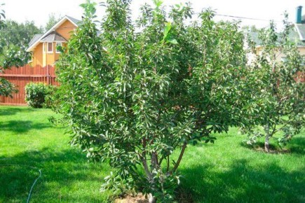 ����� ���������: ������� ��������� �����������