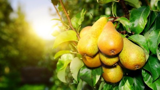 Секреты зимнего урожая: как добиться рекорда на даче