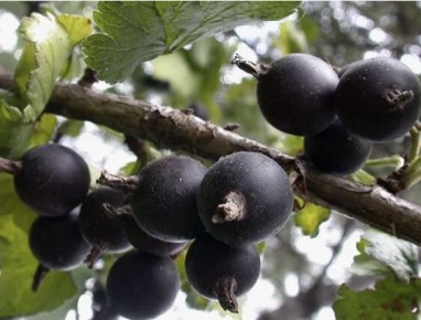 ��� ��������� �������� �����: ������ ��� ���������