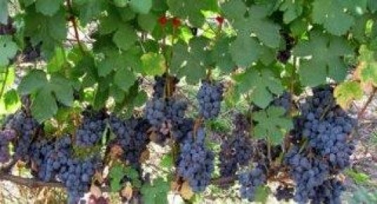 �������� ������� ������ � ����������: ����������� � ������� �����