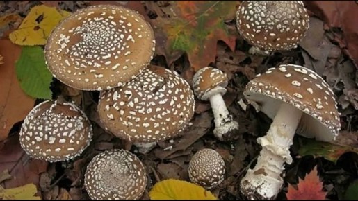 ������� ����� ������: �������, ����� ����� ��������