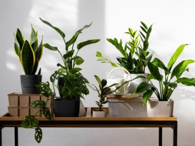 ��� ��� ������ ����� ������ �� ��� � ��������� ���������� ������ � Alternate �������