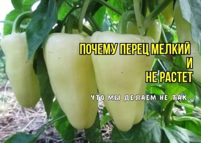 Почему ваш перец не растёт: советы агрономов для быстрого роста в июне