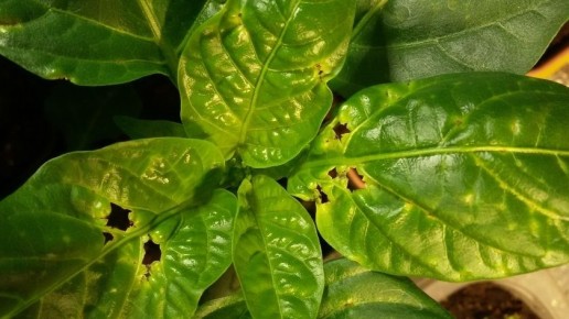 ��� ��������� �������� ������: ������� ������ �� ��� ������� ������