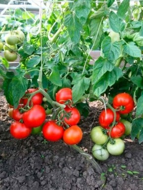 ����� ������: ������ ������ � ��������������� ��� ��������� ������