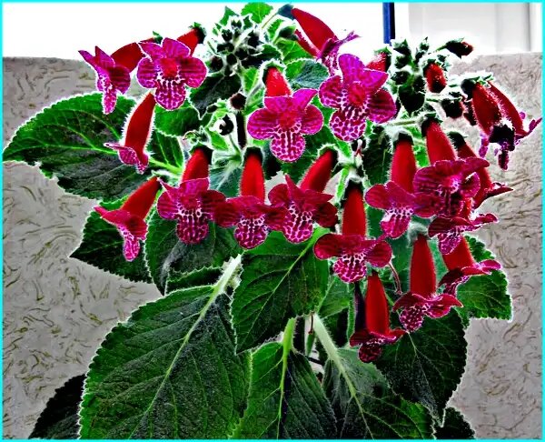 Колерия: загадочная красавица для вашего дома