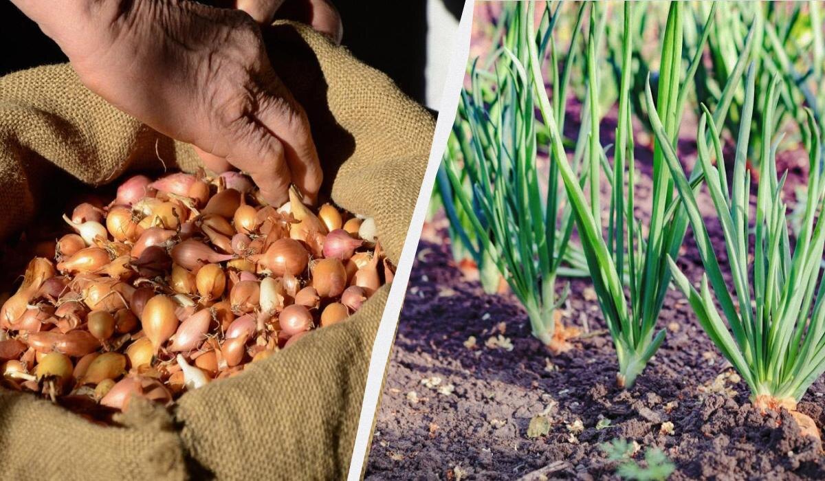 Как добиться богатого урожая лука: полезные советы по посадке