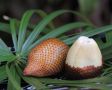 Неожиданный деликатес: знай, как выбрать салак на рынке