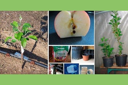 ��� ��������� ������ �� �������: ��������� ���������� ��� ���������