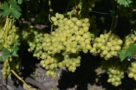 ��� �������� ���������� ���������: ������� � ����������� �������