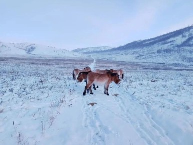 Лошади Пржевальского, доставленные из Оренбурга в заповедник «Хакасский», успешно пережили сорокоградусные морозы, установившейся в республике в январе