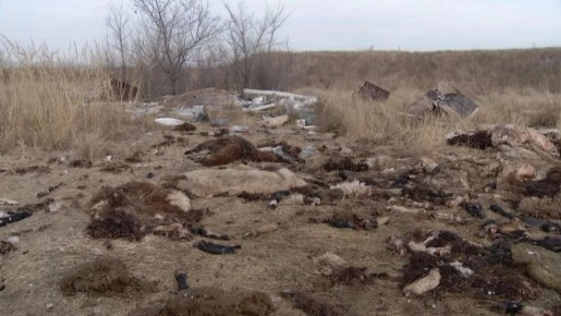 НЕЗАКОННЫЙ СКОТОМОГИЛЬНИК ПОЯВИЛСЯ В ЧЕРНОГОРСКЕ