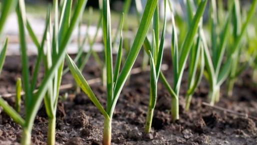 Как правильно подкормить чеснок для богатого урожая весной