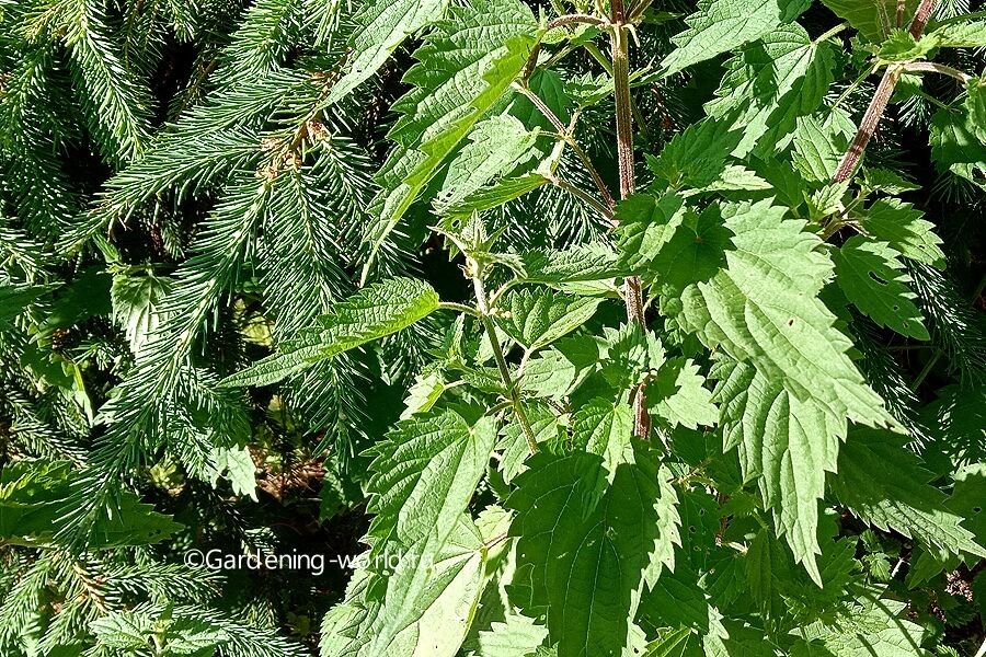 Настой крапивы: универсальное средство для роста и защиты ваших растений