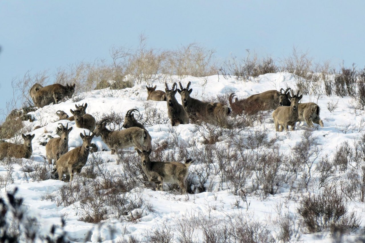 Семейство козерогов в полном составе: забавными кадрами поделились в Саяно-Шушенском заповеднике Семейство козерогов в полном составе: забавными кадрами поделились в Саяно-Шушенском заповеднике