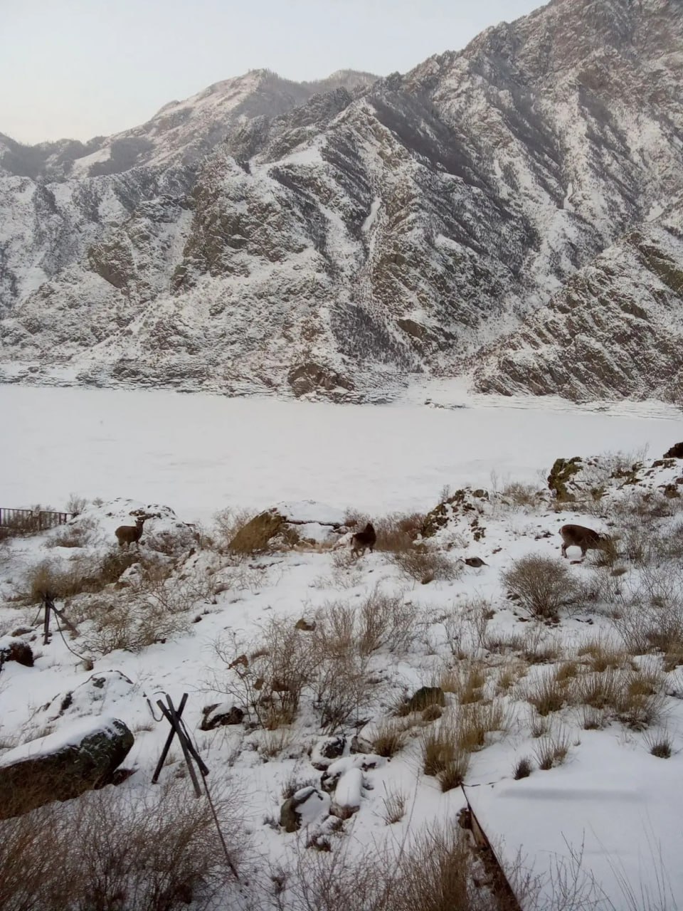 Семейство козерогов в полном составе: забавными кадрами поделились в Саяно-Шушенском заповеднике Семейство козерогов в полном составе: забавными кадрами поделились в Саяно-Шушенском заповеднике