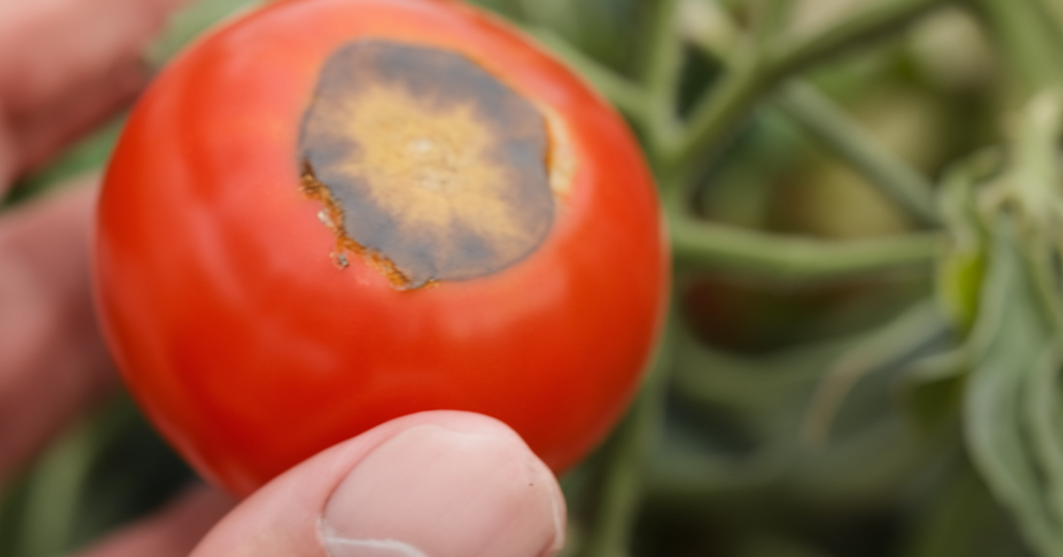 Как справиться с вершинной гнилью на томатах в знойные дни