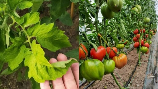 ��� ������� ��������� �� ���� �������� ��������� ������ �������