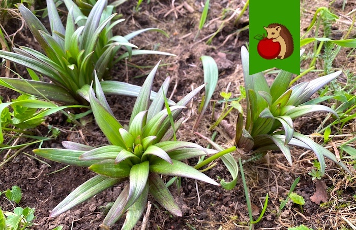 Как добиться великолепного цветения лилий: три важных процедуры