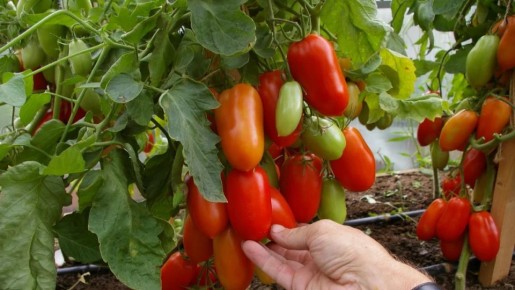 ��� ��������� ������� ������ � �������: ������� ������ �� ���������