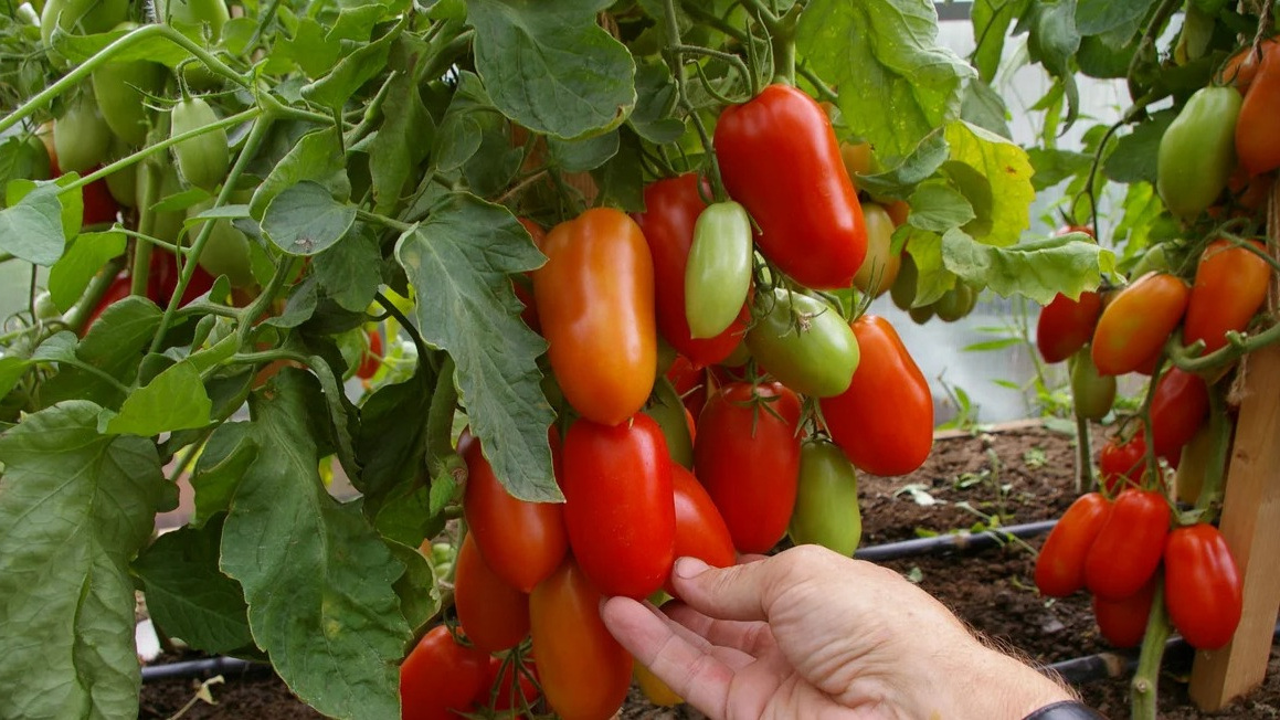 Как вырастить сладкие томаты в августе: секреты защиты от фитофторы