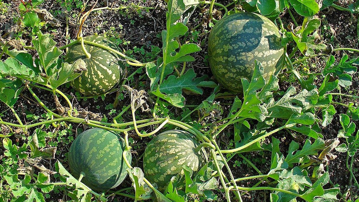 Как правильно сажать арбузы: оптимальные расстояния для богатого урожая