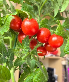 ��� ��������� ��������� ������ ������� ���: ������� �� �������� ��������