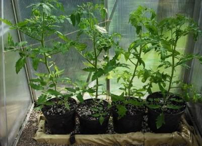 ��� ��������� ������������� �������: ���� ������� ��� ������