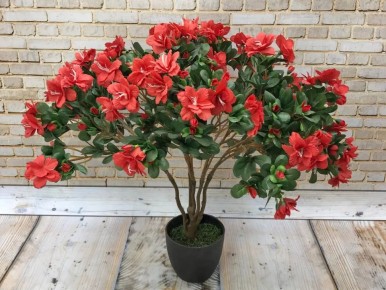 ������ �����: ���� ���������� �������� ��� ������� ����