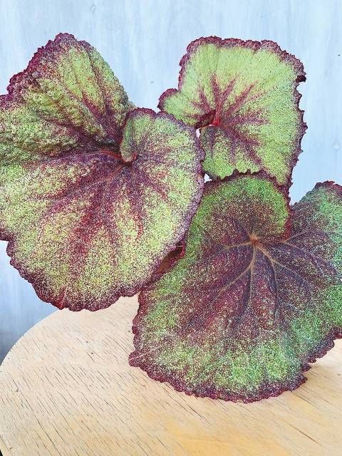 ����� ������: ����� ������ � �������� ��������� ����� �������� ������� � ������