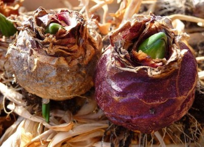 ��� ��������� ���������� ���������� ��� ������������ ��������