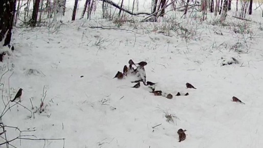 ������ ��� ������� ����������� � ��������� ����