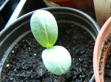 ��� ��������� ������ ������ �� �����������: ������� ������